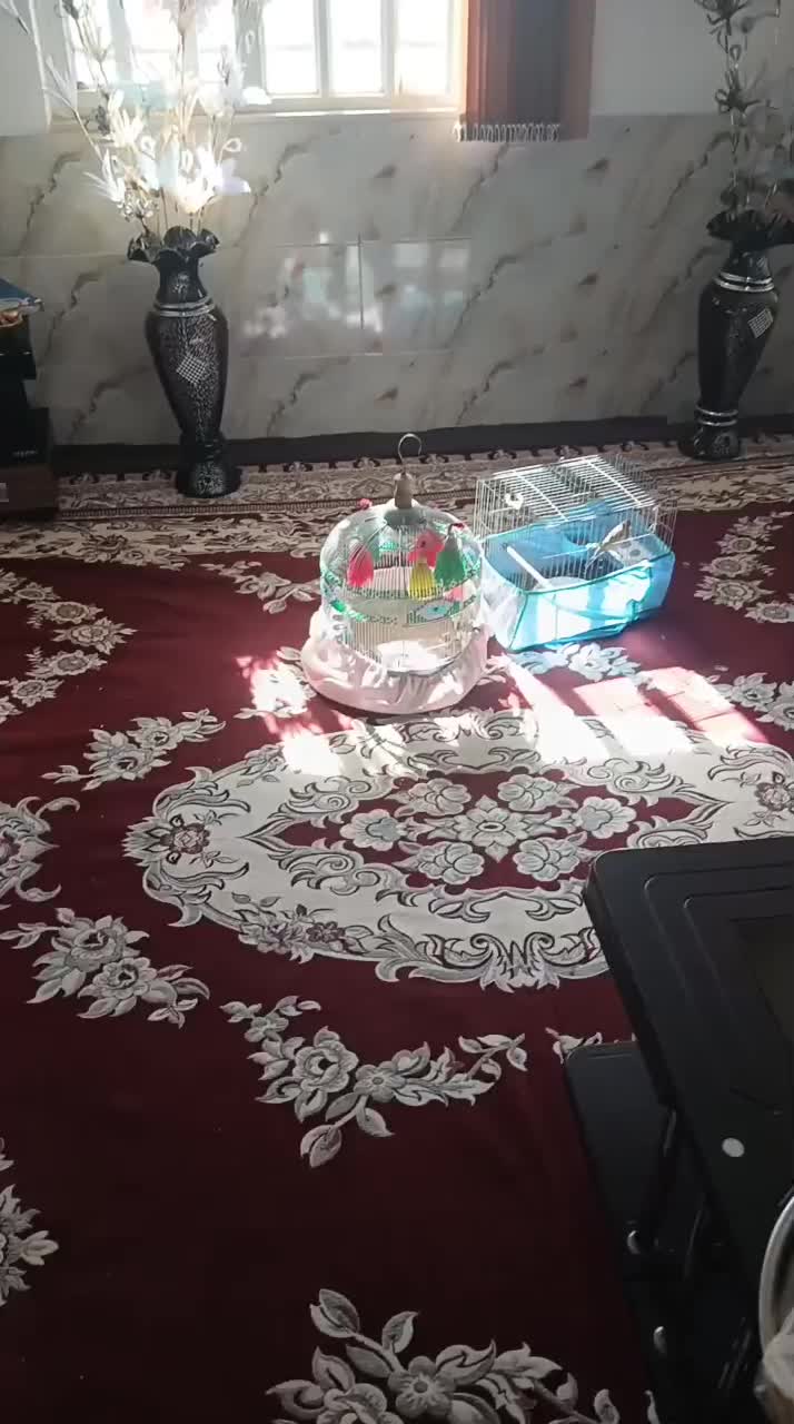 سهره خاکی|پرنده|زرقان, |دیوار