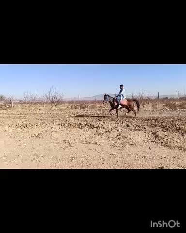 اسب یورقه|اسب و تجهیزات اسبسواری|نیشابور, شهرک رضوی|دیوار