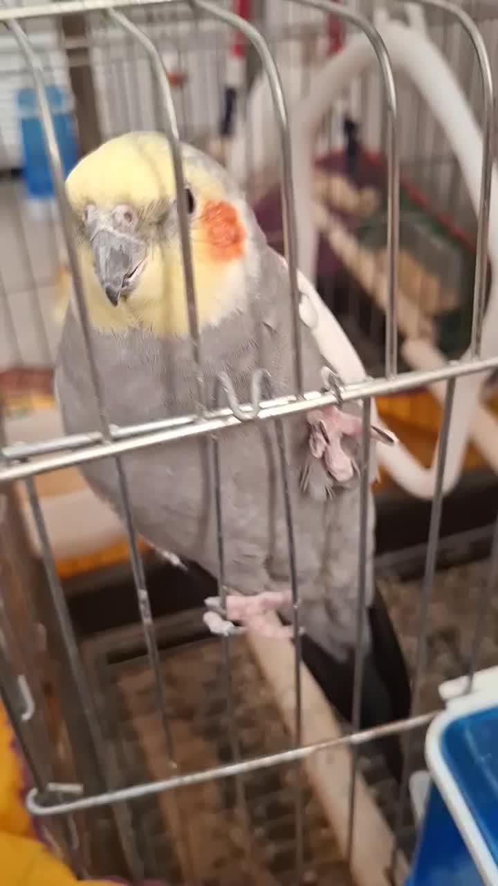 عروس|پرنده|قم, نیروگاه|دیوار