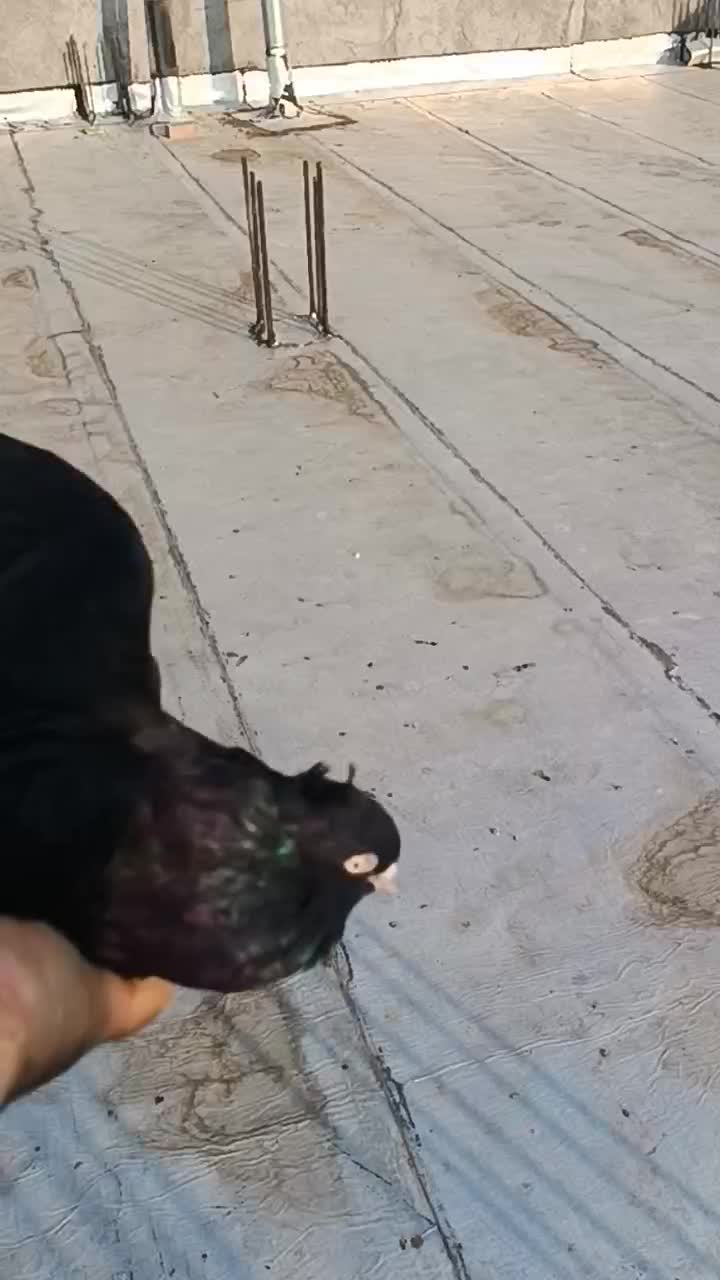 کبوتر زاغ کلافه ...خون خالص|پرنده|جیرفت, |دیوار