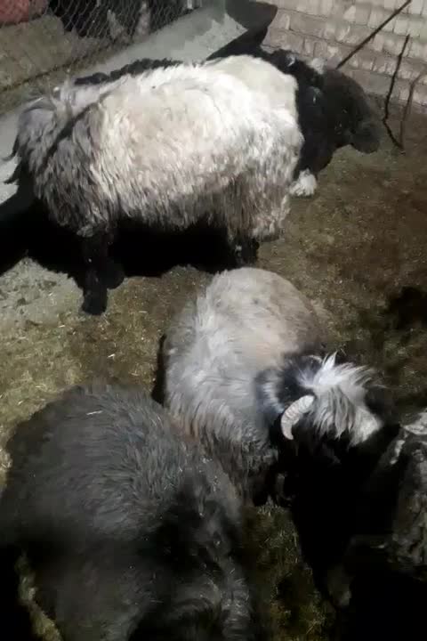 برپرواری|حیوانات مزرعه|صمصامی, |دیوار