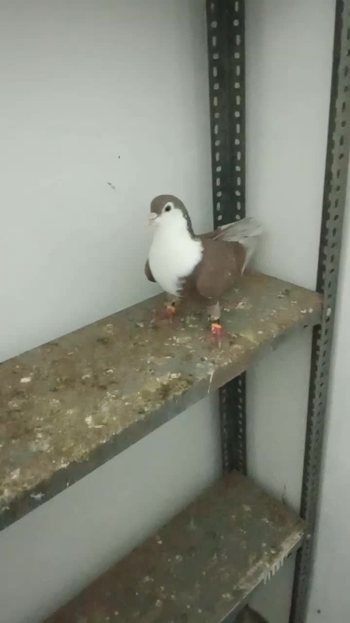 رنگه|پرنده|تربت جام, مسکن مهر|دیوار