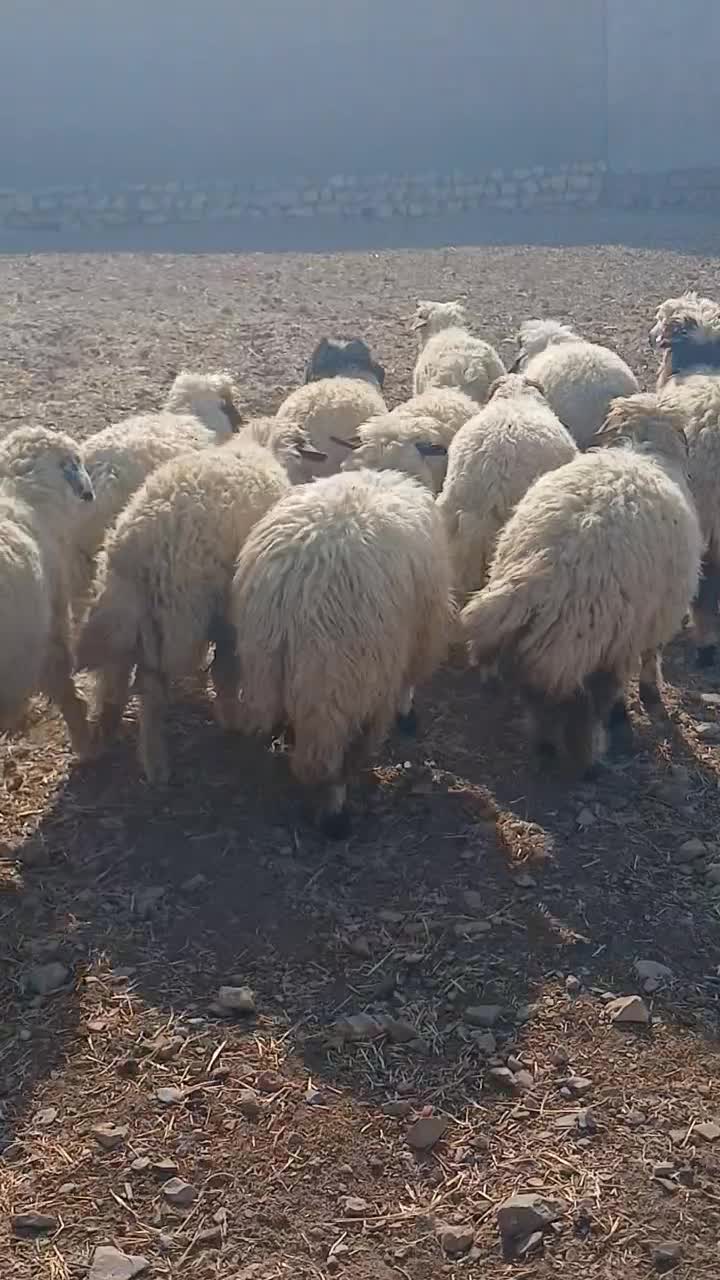 گوسفند، کور ماده|حیوانات مزرعه|آبدانان, |دیوار