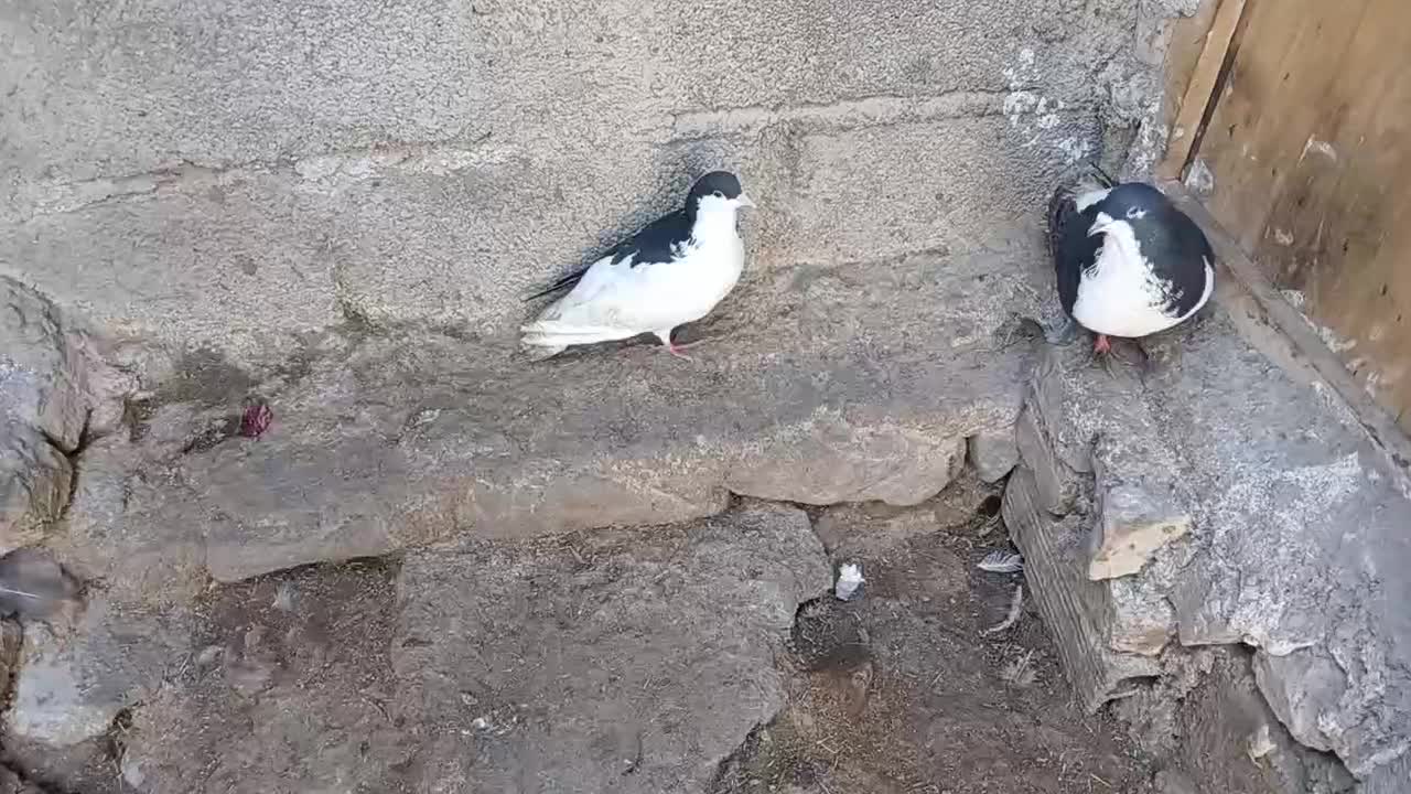 پرنده|پرنده|نیشابور, فضل|دیوار