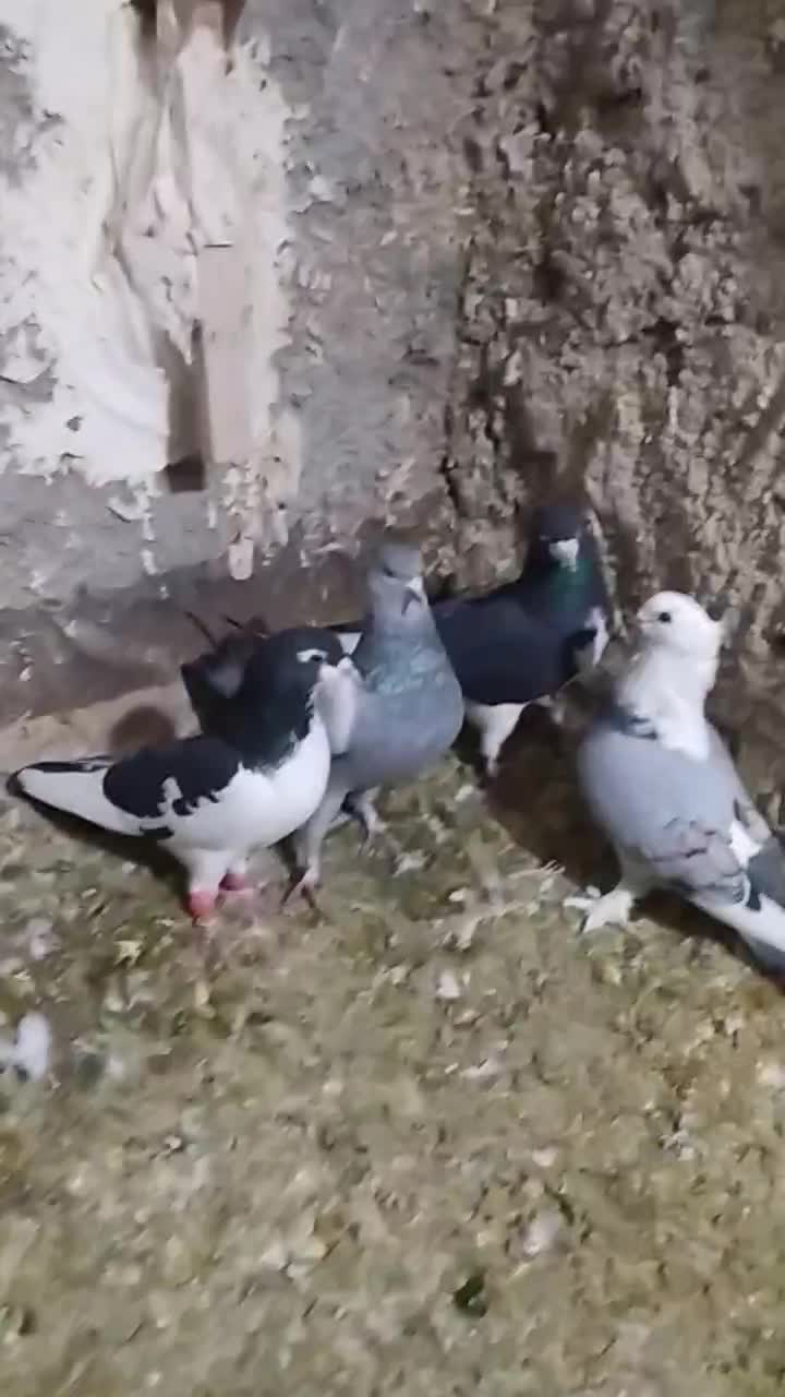 کیوتر|پرنده|شیراز, آزادگان|دیوار