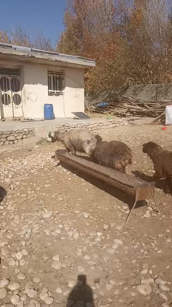 میش وبره|حیوانات مزرعه|صمصامی, |دیوار