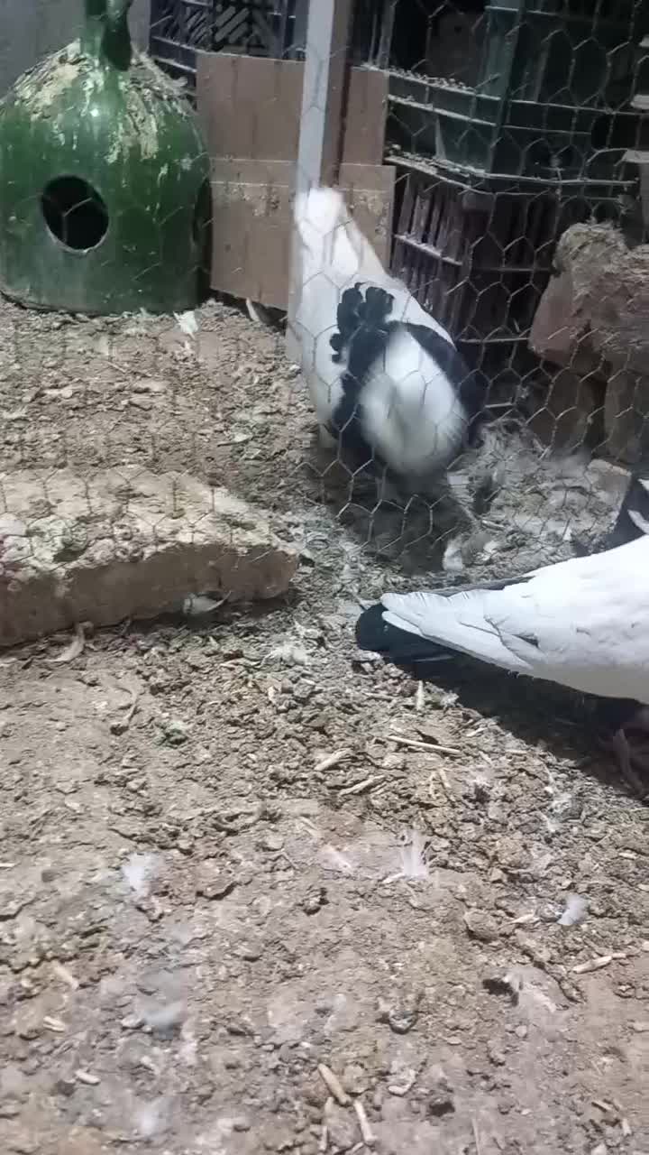 کبوترنقش وپرشی|پرنده|ساوه, |دیوار