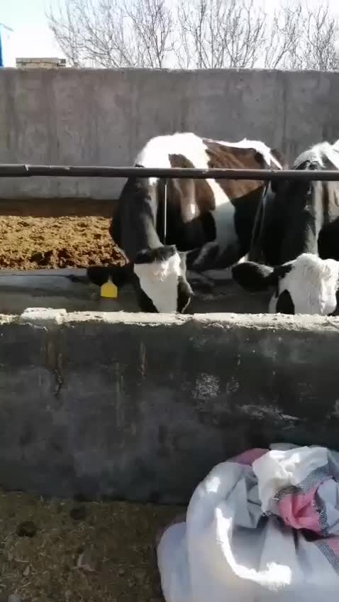 گاو|حیوانات مزرعه|مبارکه, |دیوار