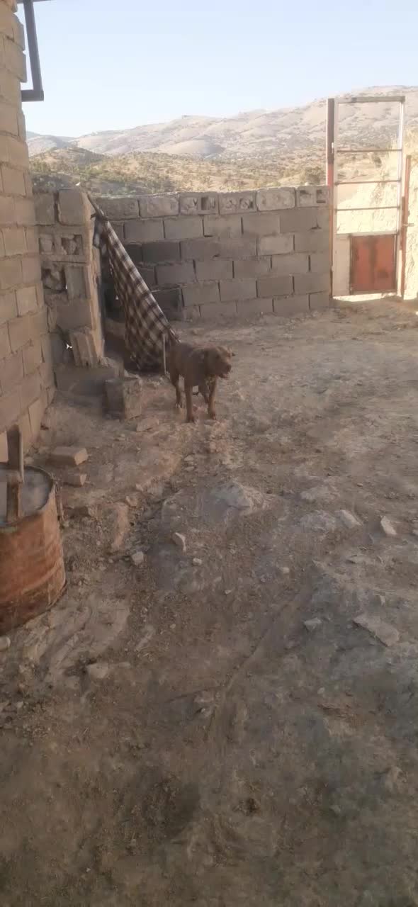 پیتبول ماده|سگ|خرم‌آباد, |دیوار