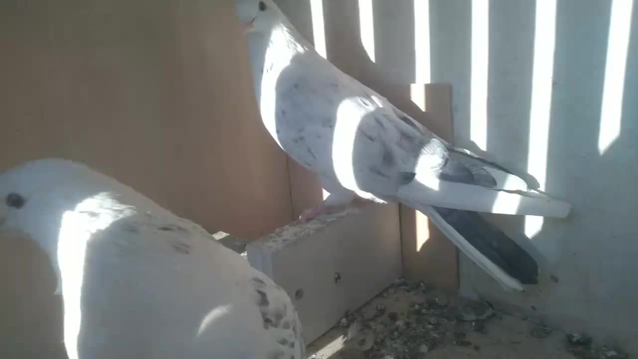 یه جفت کفتر تهرانی پشدار فروشی|پرنده|ورامین, شهرک مدرس|دیوار