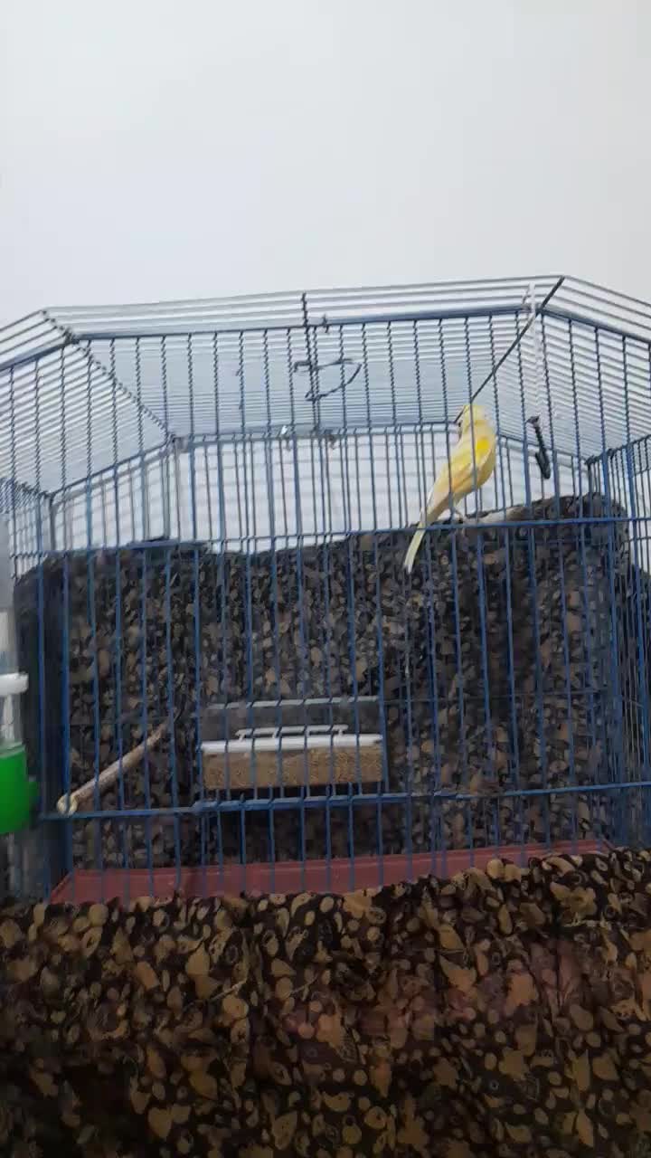 قناری نر|پرنده|بوشهر, |دیوار