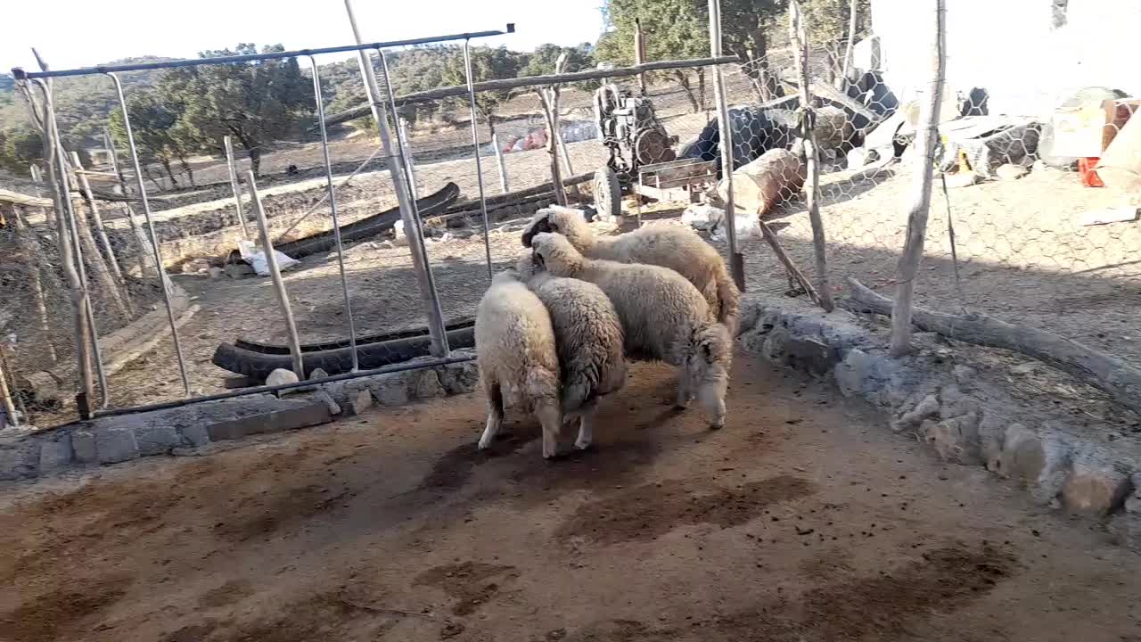 بره قوچ کری بدون گوش|حیوانات مزرعه|گهواره, |دیوار