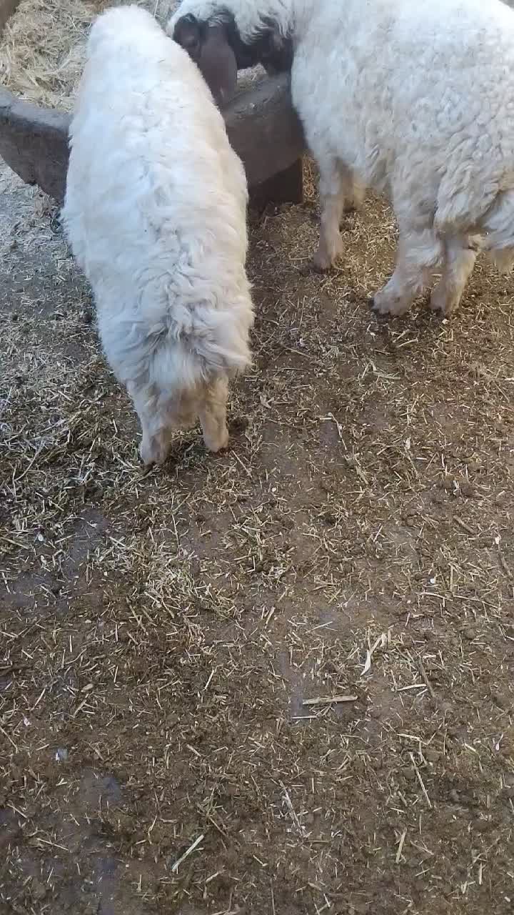 بره‌نر‌گوسفند میش‌|حیوانات مزرعه|بیستون, |دیوار