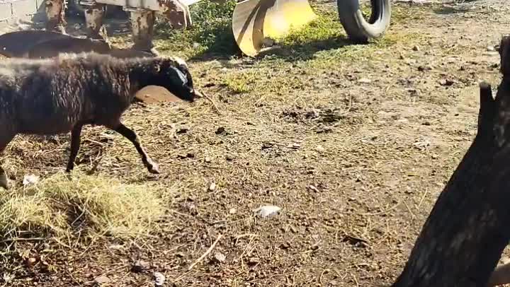 گوسفند بره داره . و ابستن|حیوانات مزرعه|سنگدوین, |دیوار