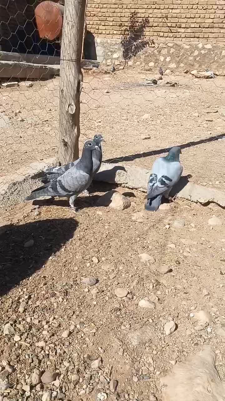کبوتر پلاکی ماده ثبتی|پرنده|اسلامآباد غرب, |دیوار