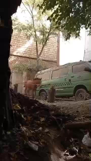 اسب شیهه یکسالش هست و کلی میفهمه|اسب و تجهیزات اسبسواری|قزوین, |دیوار