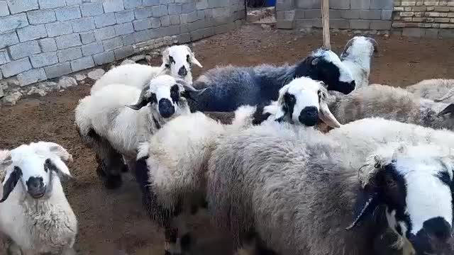 بره چاق|حیوانات مزرعه|سیدان, |دیوار