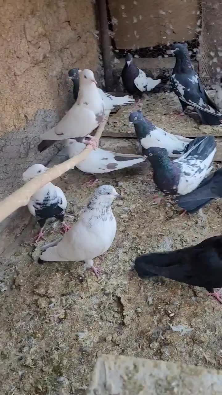 کفترکله سیاه دمبی سینه ای قیل کله ای سبز رنگی|پرنده|مبارکه, |دیوار