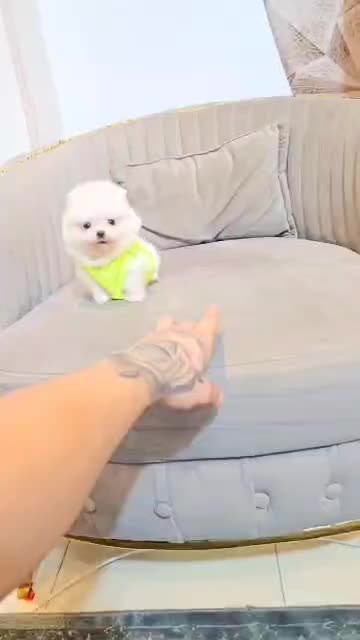 توله سگ پامر|سگ|شیراز, کیان آباد|دیوار