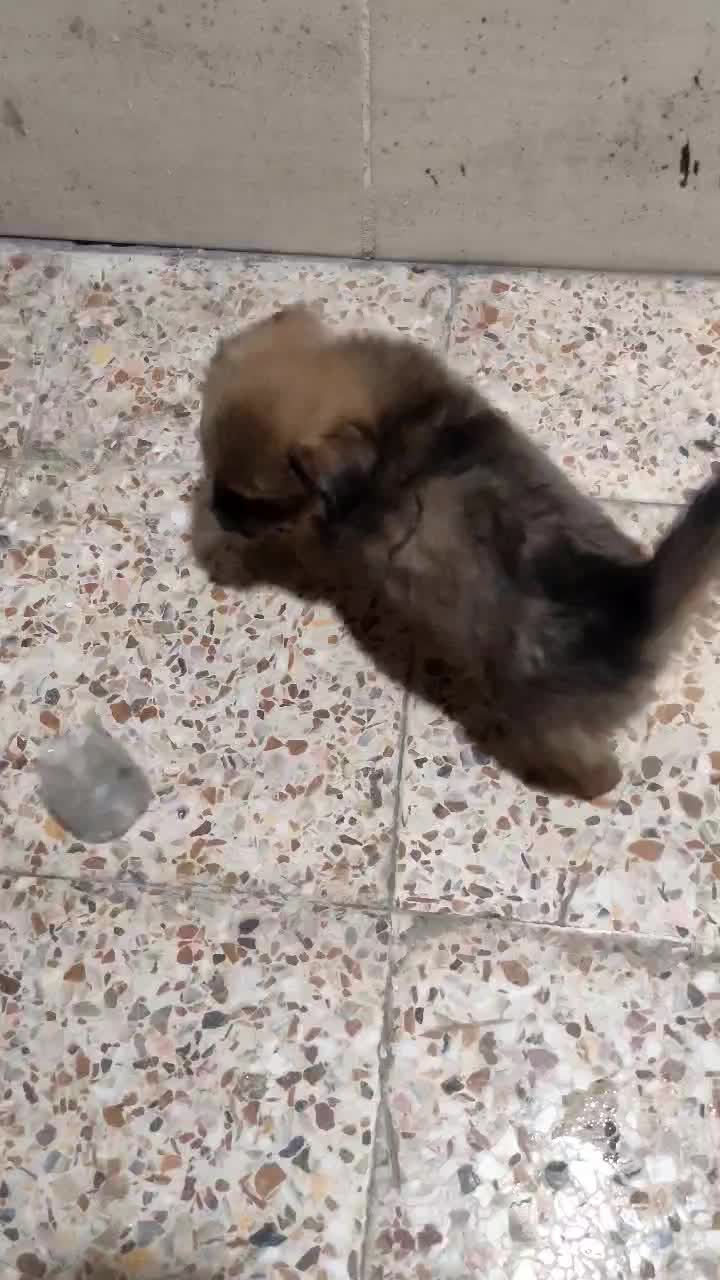 حیوان خانگی|سگ|اهواز, سپیدار|دیوار