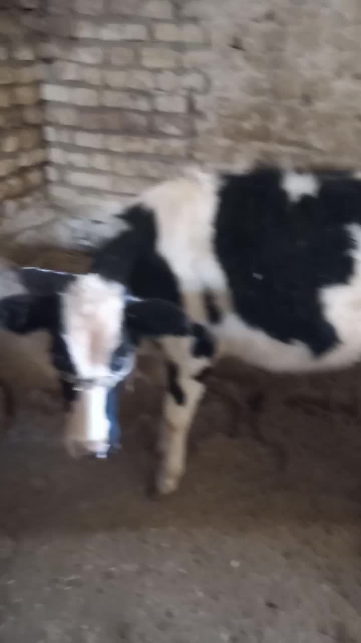 گوساله ۵ ماهه|حیوانات مزرعه|صمصامی, |دیوار