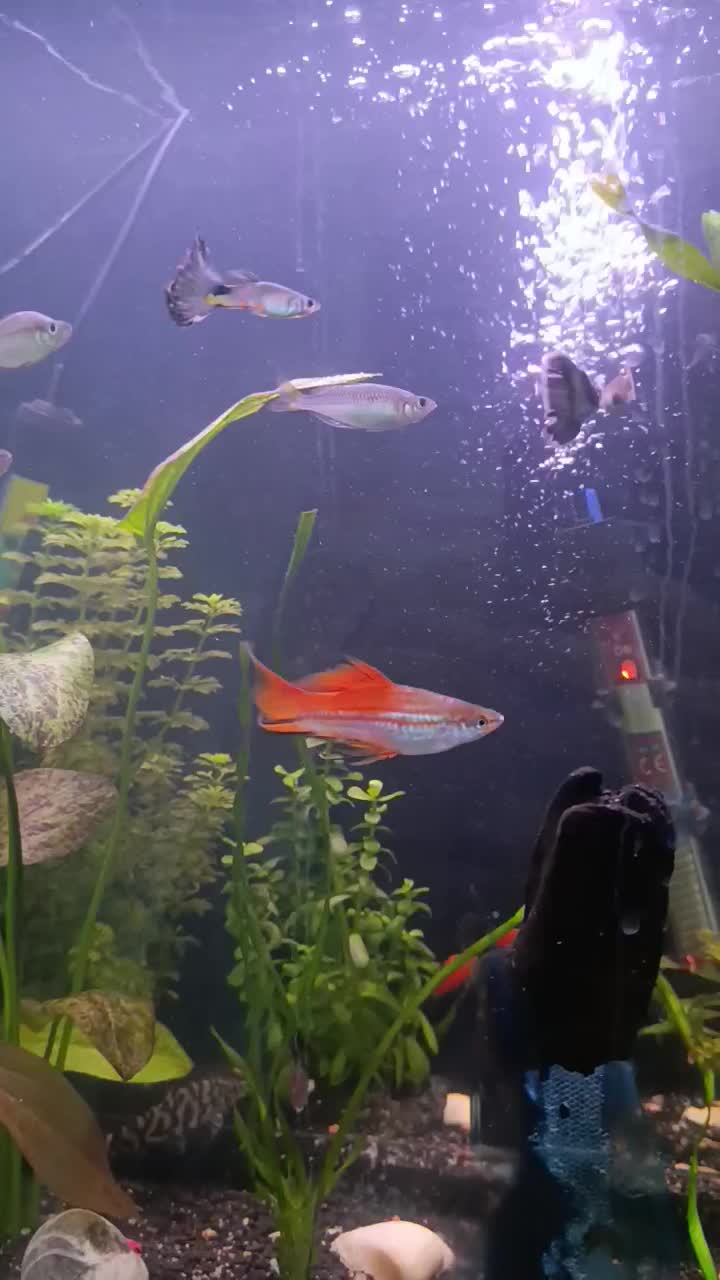 آکواریوم گیاهی|ماهی|قرچک, مهدیه|دیوار