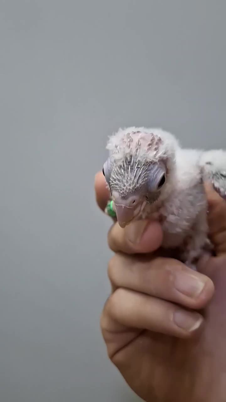 جوجه گرینچیک حلقه پا آناناسی دبل رد|پرنده|تربت جام, جامی|دیوار