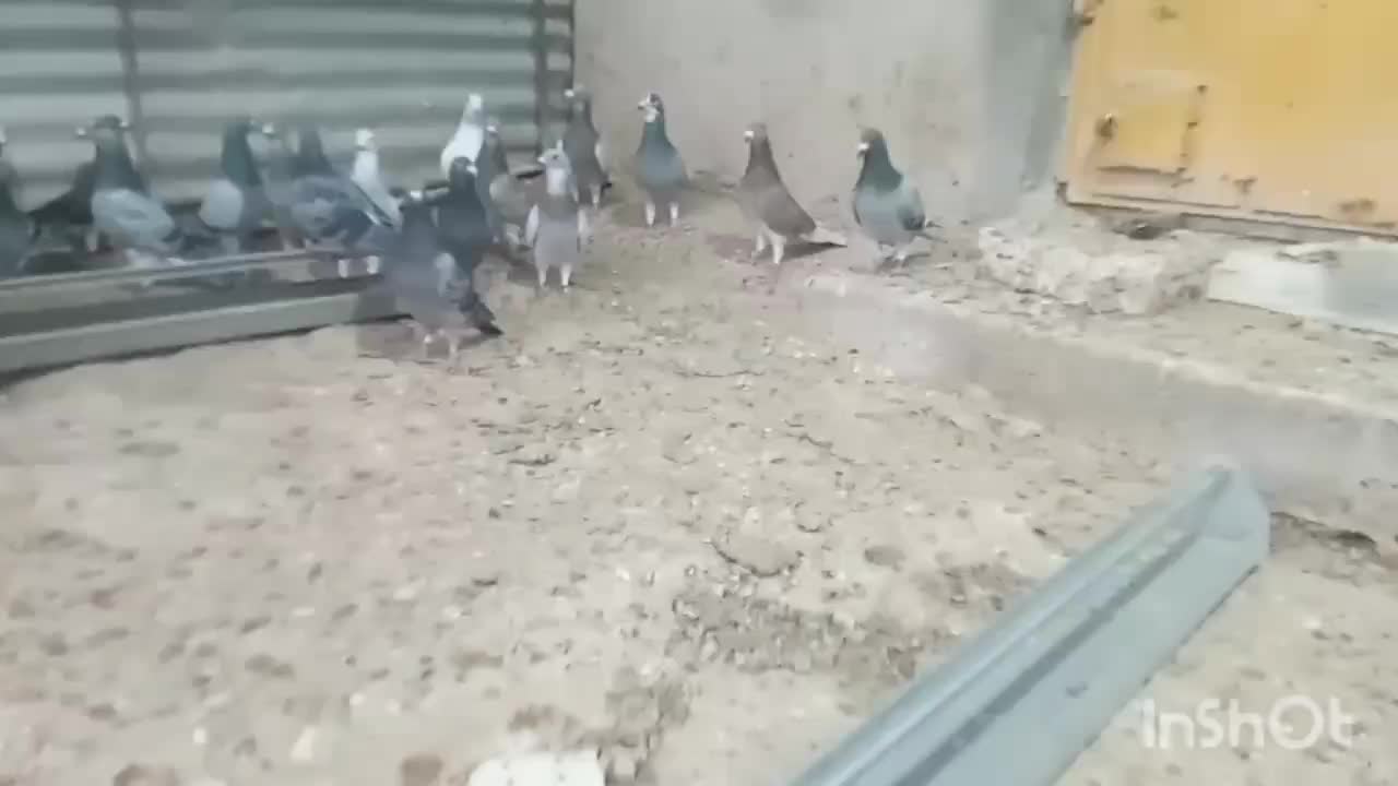 کبوتر|پرنده|آبپخش, |دیوار