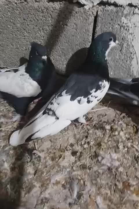 فروشی کفتر بهبهانی|پرنده|کوه چنار, |دیوار