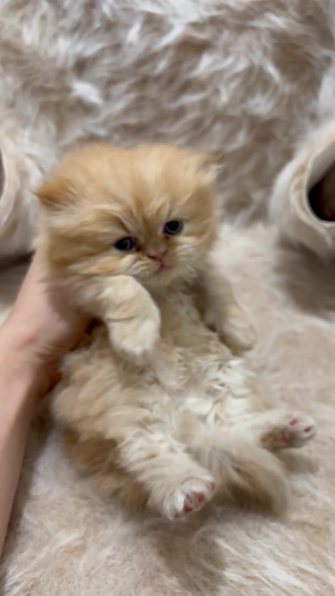 گربه پرشین|گربه|پردیس, فاز ۳|دیوار