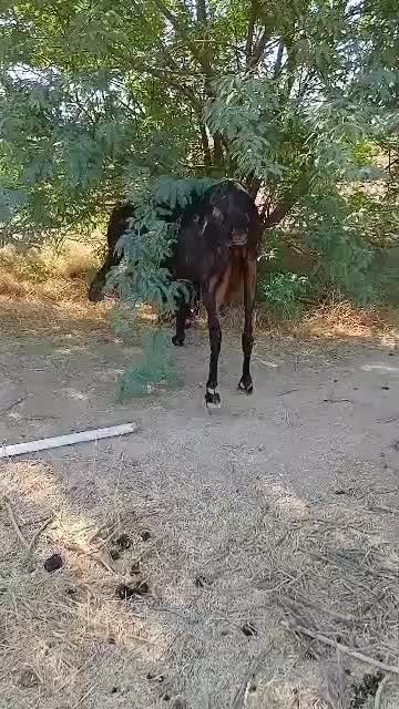 بز پاکستانی|حیوانات مزرعه|اهواز, علی آباد|دیوار