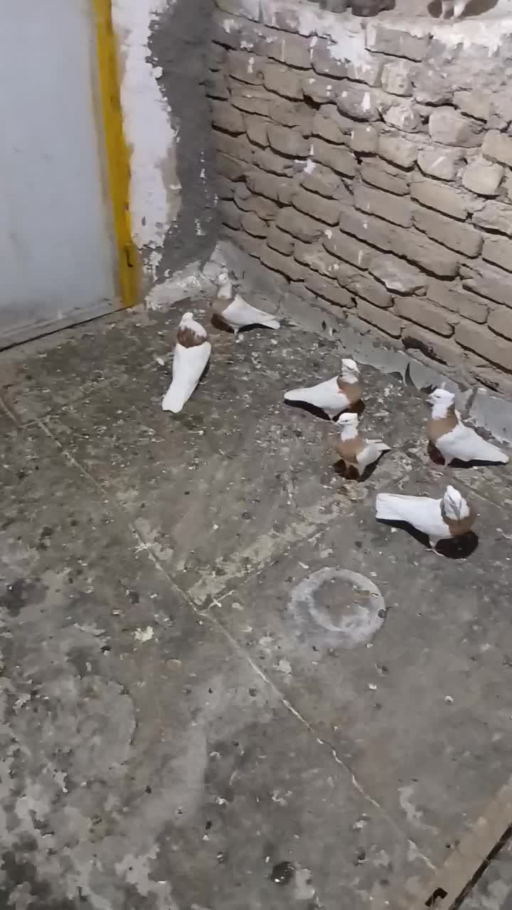 طوقی زرد کاکولی مهر|پرنده|قرچک, شهرک الحدید|دیوار