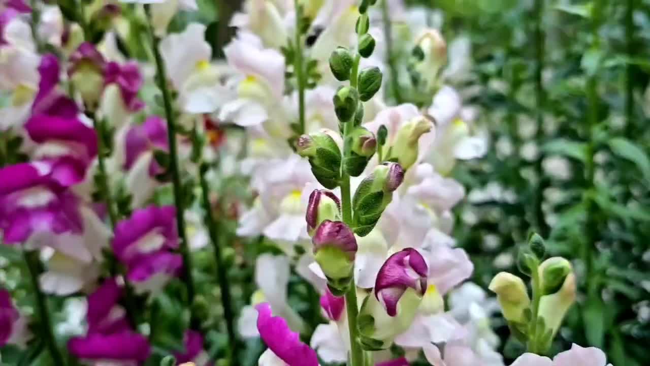 اجاره ویلای زیبا در بهشت|اجارهٔ کوتاهمدت ویلا و باغ|یاسوج, |دیوار