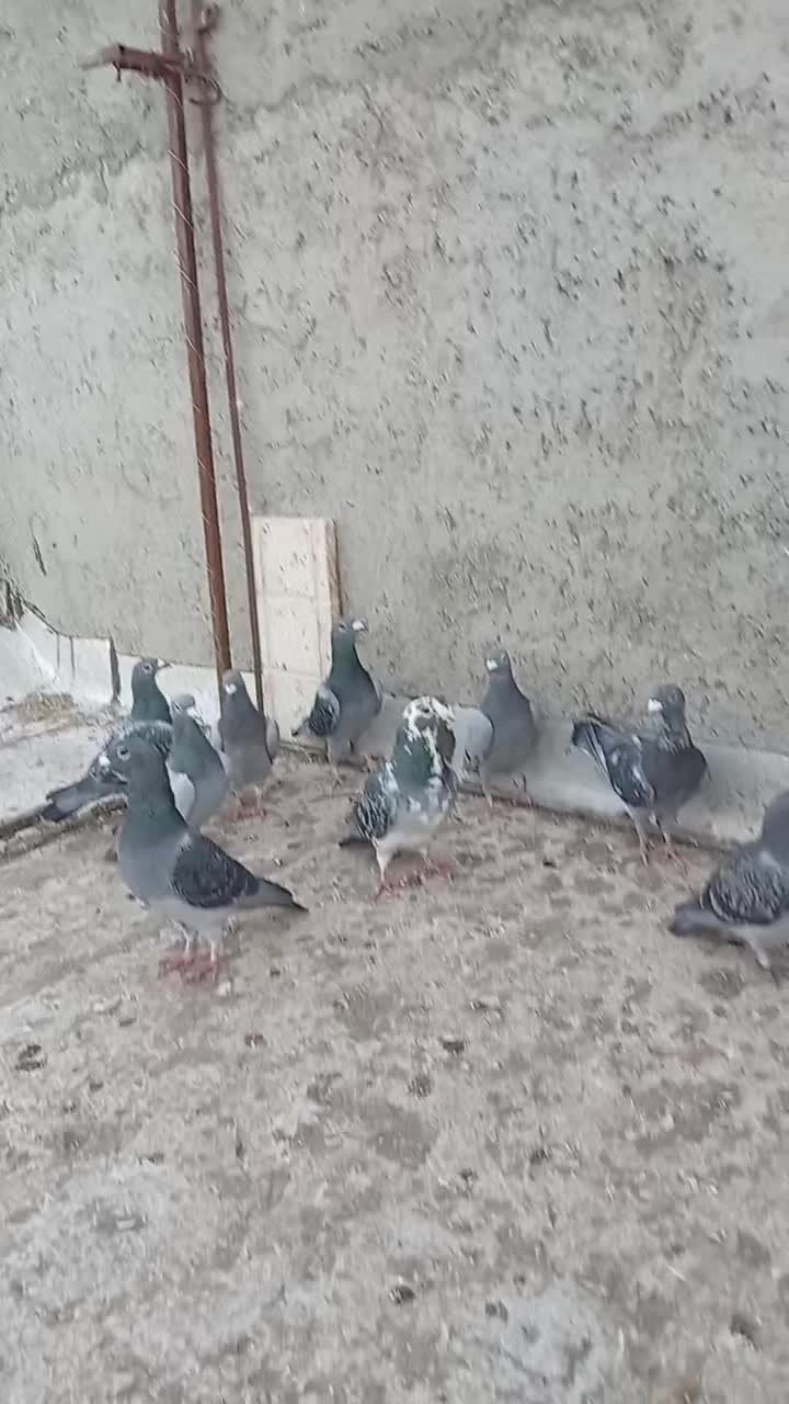 کبوتر|پرنده|مراغه, |دیوار