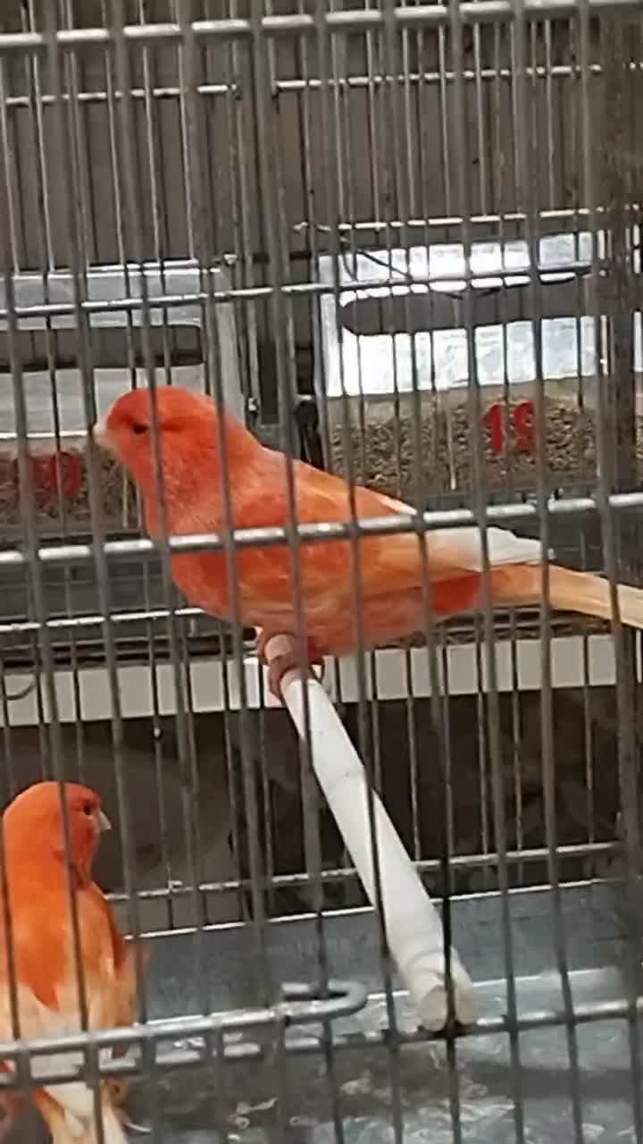 تعدادی رد فکتور و مزایکی تیب یک اورجینال|پرنده|قزوین, |دیوار