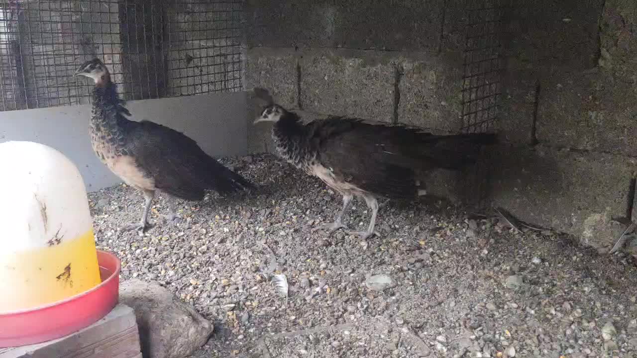 جوجه طاووس ماده هندی|پرنده|پرهسر, |دیوار