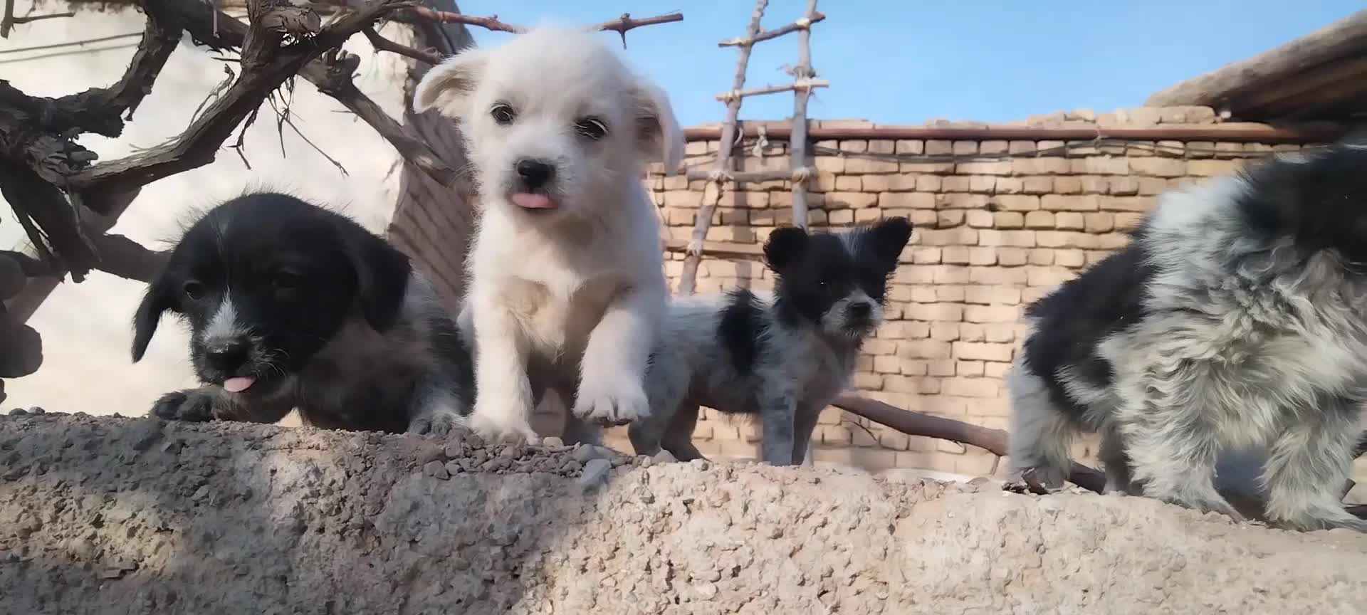 سگ شیتزو|سگ|قوچان, |دیوار