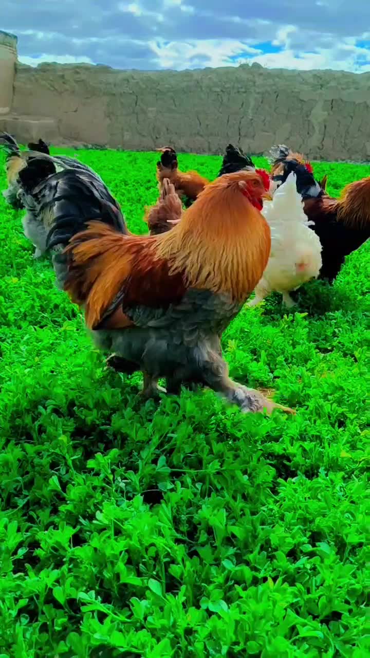 تخم نطفه دار برهما|حیوانات مزرعه|تهران, اراضی عباس آباد|دیوار