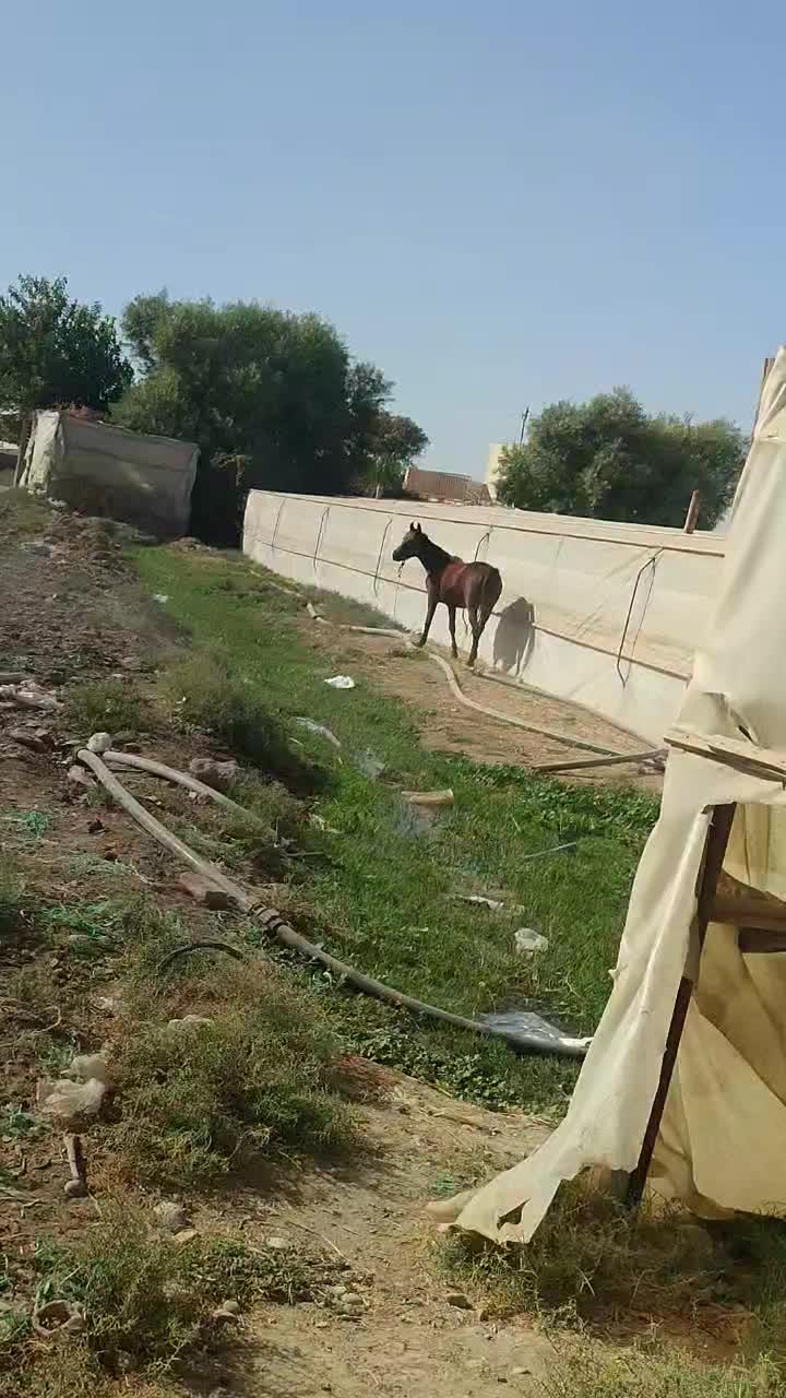 اسب مادیون عرب کرد|اسب و تجهیزات اسب‌سواری|پیشوا, |دیوار