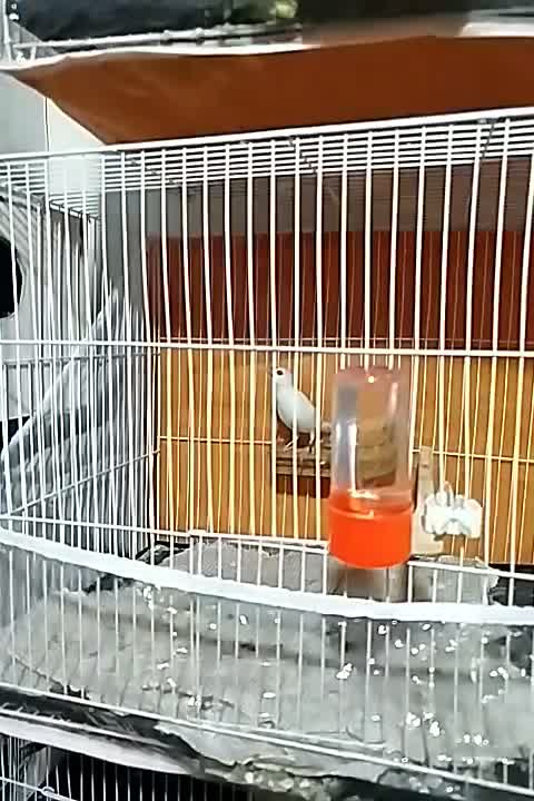 فنچ نرگسی قناری سهره|پرنده|مشهد, کارگران|دیوار