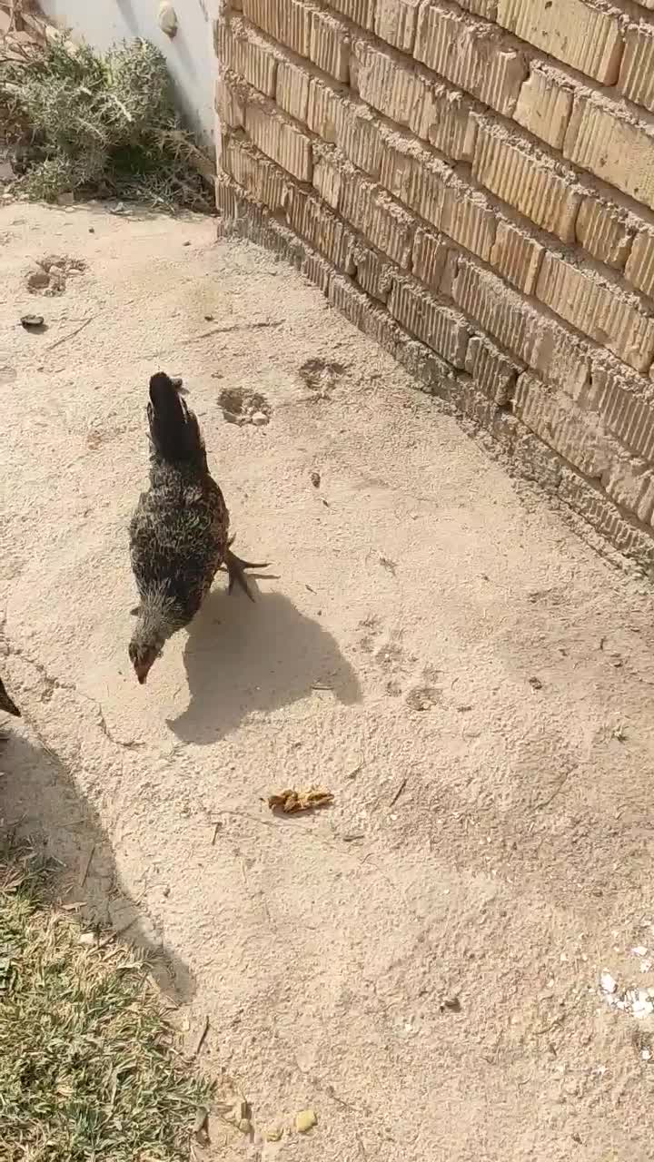 جوجه مرغ محلی|پرنده|شیراز, کرونی(خاتونک)|دیوار