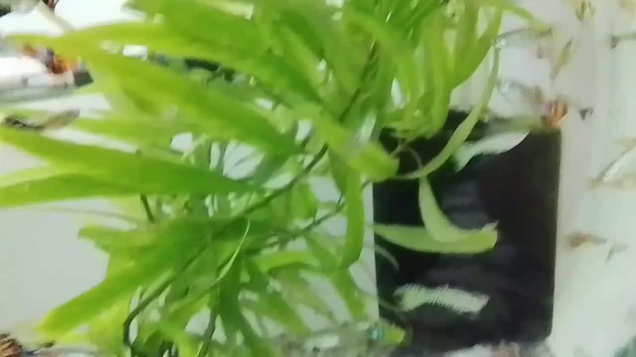 ماهی گوپی کاشمر|ماهی|کاشمر, |دیوار