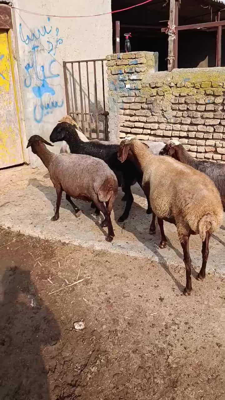 6راس گوسفند مایه کرده آبستن|حیوانات مزرعه|سیمین شهر, |دیوار
