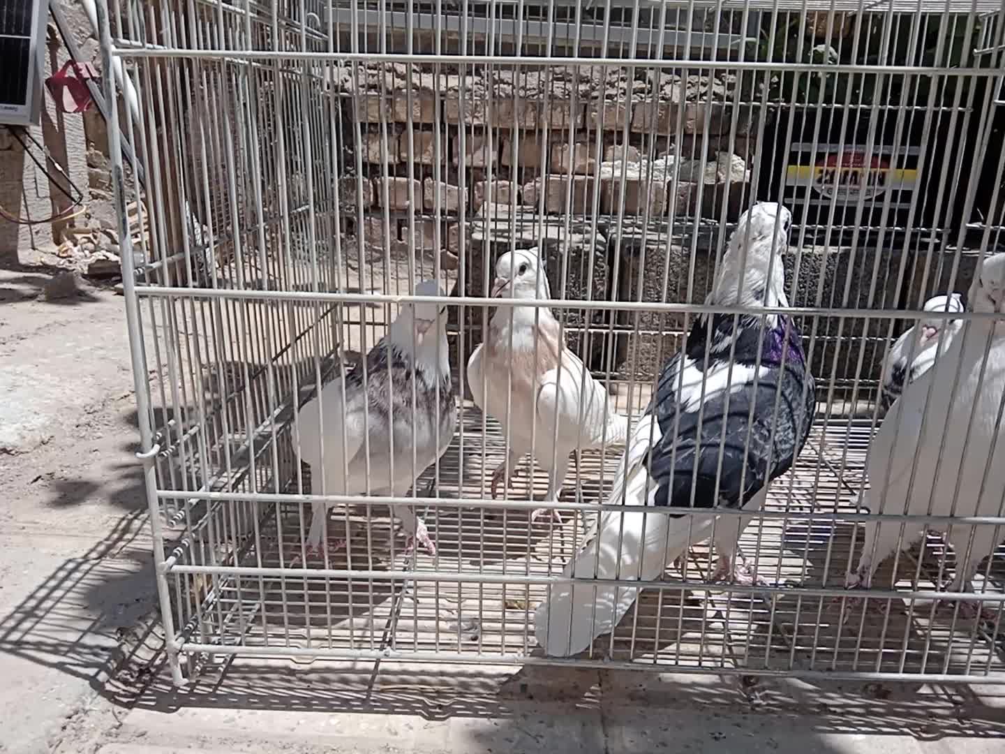 ده عدد مفلق کبوتر|پرنده|اصفهان, کشاورزی|دیوار