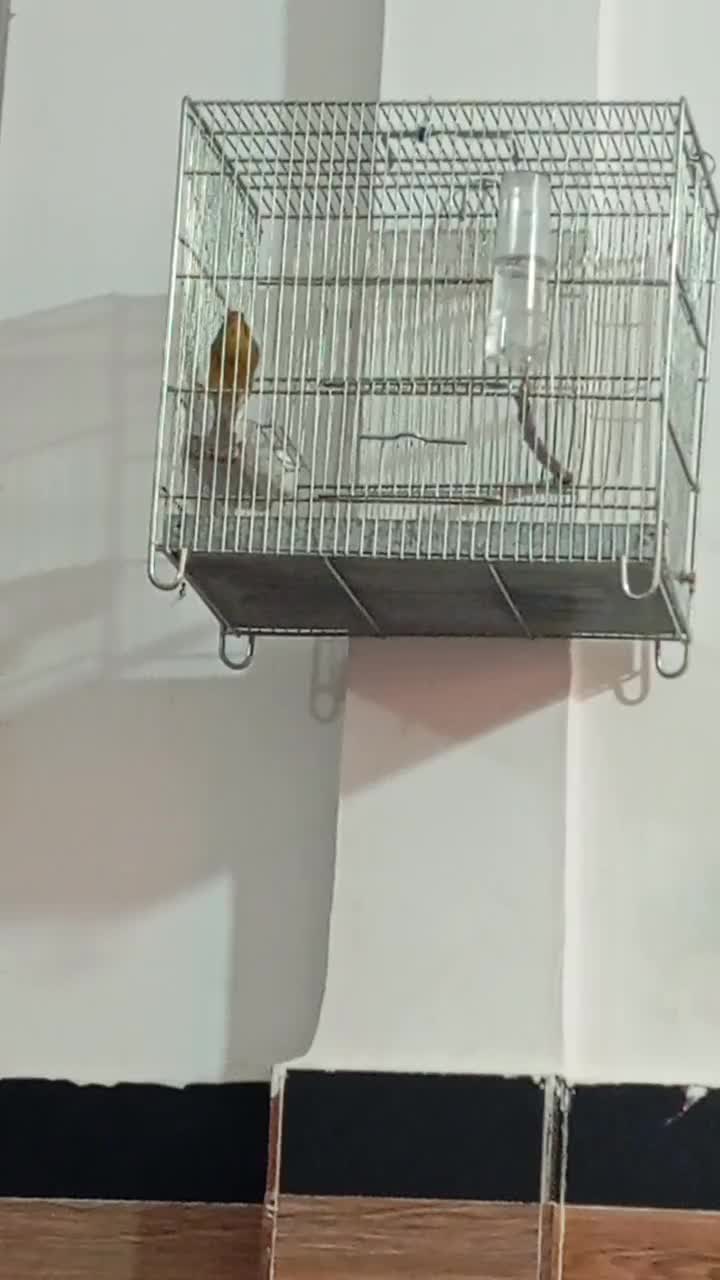 سهره|پرنده|ارومیه, |دیوار