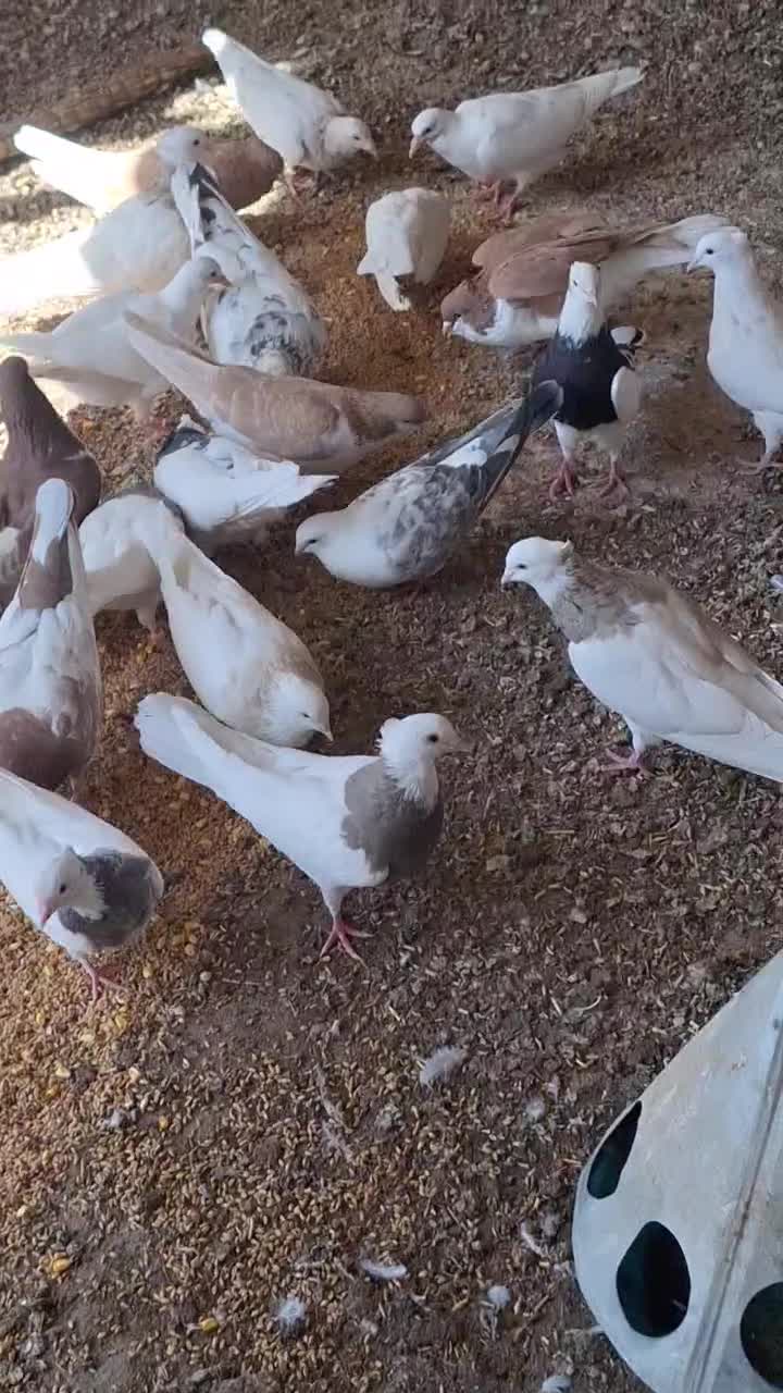 جفتگاه کفتر رنگه|پرنده|مه ولات, |دیوار