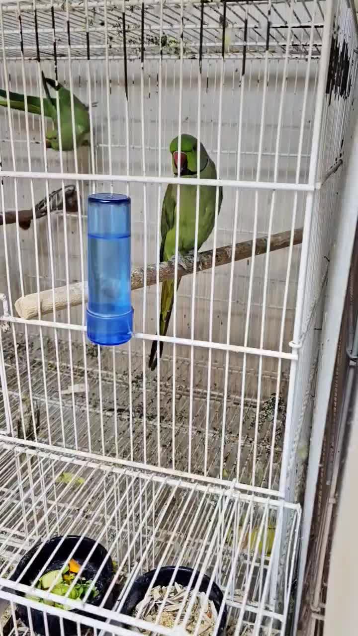 طوطی بارابان وجفت مولد طوطی ملنگو سبز|پرنده|بندرعباس, |دیوار