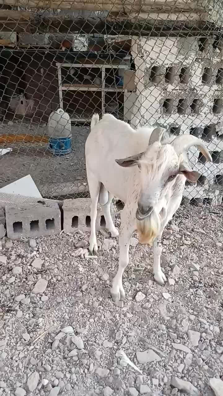 سلام فروش نر|حیوانات مزرعه|بندرعباس, |دیوار