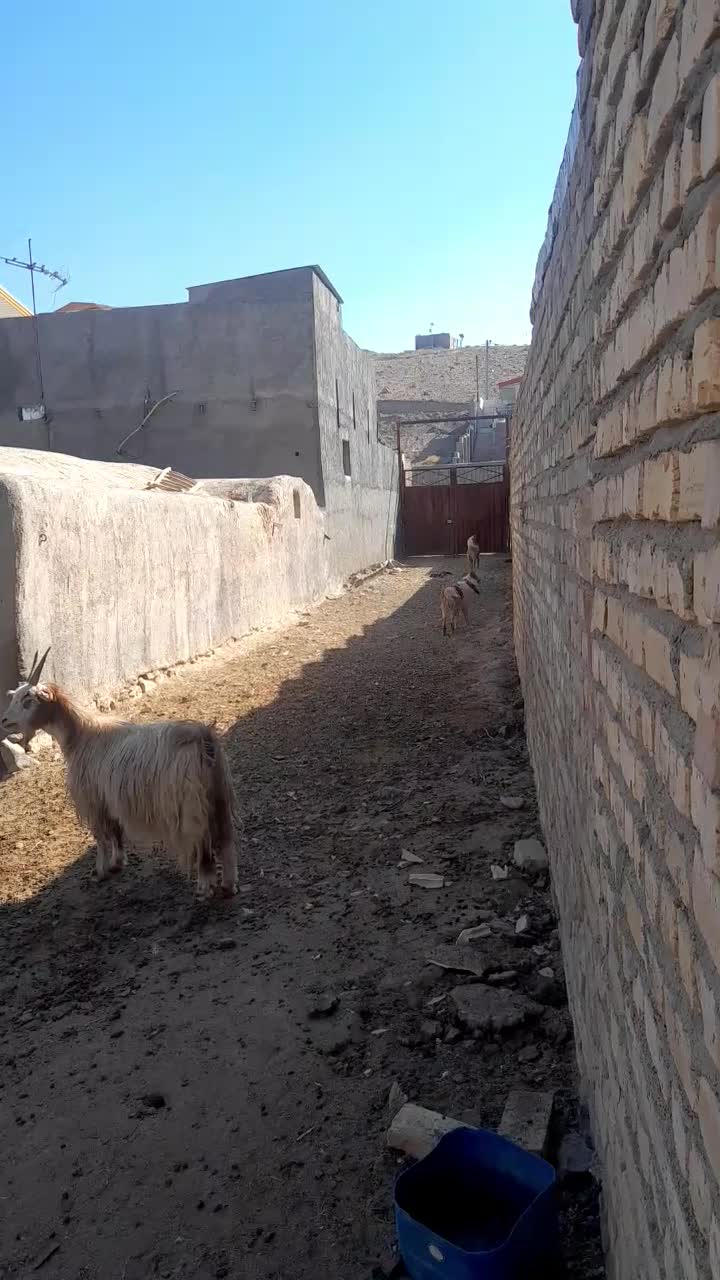 سگ گله هم غار|سگ|سلفچگان, |دیوار