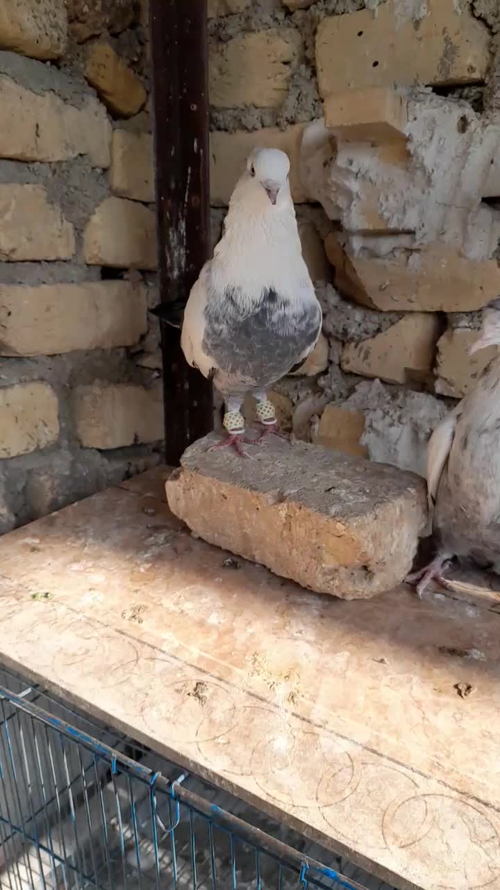 کفتر طوقی دم سبز دم سوسنی|پرنده|شیراز, تل حسین‌آباد|دیوار